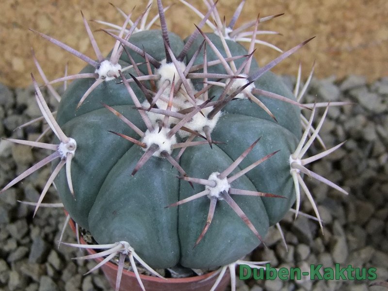 Echinocactus horizonthalonius pot 5,5 cm - 12381764