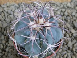 Echinocactus horizonthalonius pot 5,5 cm - 12381766