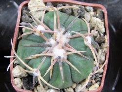 Echinocactus horizonthalonius Salinas, pot 4 cm - 12382059
