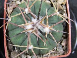 Echinocactus horizonthalonius Salinas, pot 4 cm - 12382060