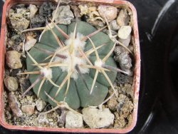 Echinocactus horizonthalonius Salinas, pot 4 cm - 12382062