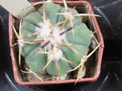 Echinocactus horizonthalonius Salinas, pot 4 cm - 12382063