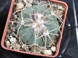 Echinocactus horizonthalonius Salinas, pot 4 cm - 12382064
