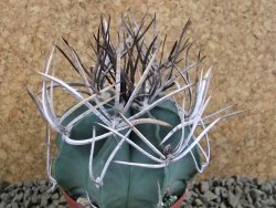 Astrophytum niveum nudum XL pot 7 cm