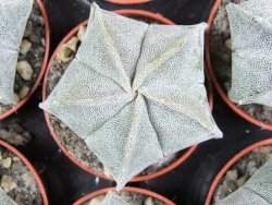 Astrophytum myriostigma pot 5,5 cm