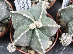 Astrophytum myriostigma "Japan hybrid" pot 5,5 cm