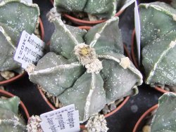 Astrophytum myriostigma "Japan hybrid" pot 5,5 cm - 12382708