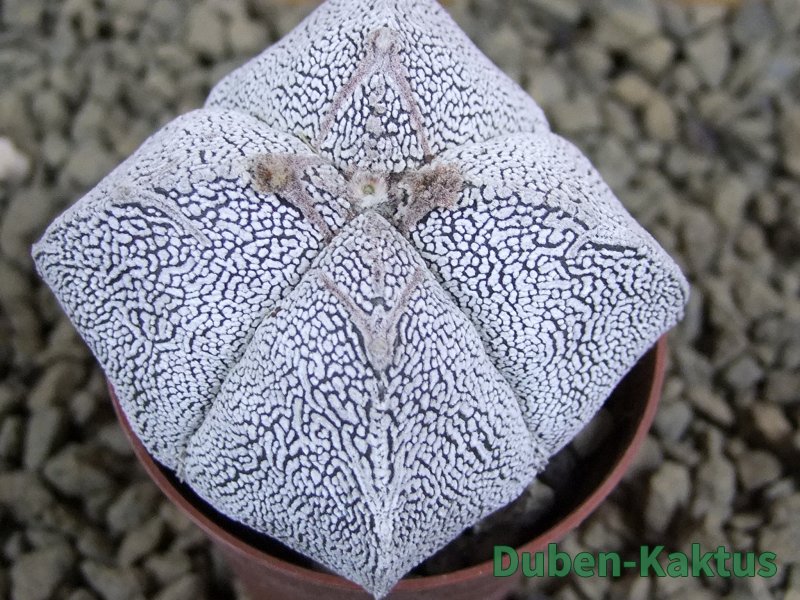 Astrophytum Onzuko quadricostatum pot 5,5 cm - 12382714