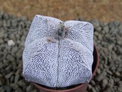 Astrophytum Onzuko quadricostatum pot 5,5 cm - 12382711