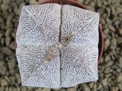 Astrophytum Onzuko quadricostatum pot 5,5 cm - 12382712