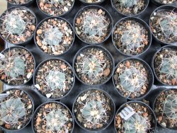 Echinocactus horizonthalonius Estancio Marte, pot 5,5 cm - 12382759