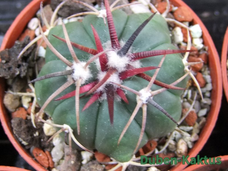 Echinocactus horizonthalonius Salinas, pot 5,5 cm - 12383387