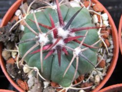 Echinocactus horizonthalonius Salinas, pot 5,5 cm