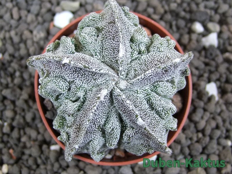 Astrophytum myriostigma fukurio, pot 5,5 cm - 12396710