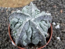 Astrophytum myriostigma fukurio, pot 5,5 cm - 12396711