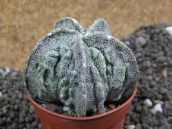 Astrophytum myriostigma fukurio, pot 5,5 cm - 12396712