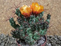 Tephrocactus rossianus aurantiaco flore pot 7 cm - 12383811
