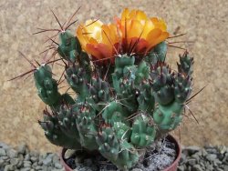 Tephrocactus rossianus aurantiaco flore pot 7 cm - 12383812