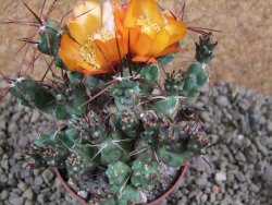 Tephrocactus rossianus aurantiaco flore pot 7 cm - 12383813