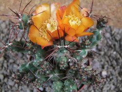 Tephrocactus rossianus aurantiaco flore pot 7 cm - 12383814