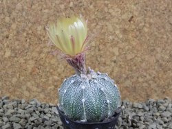 Astrophytum X Super Kabuto pot 5,5 cm - 12384130