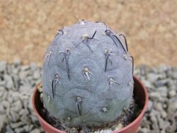 Tephrocactus geometricus pot 5,5 cm