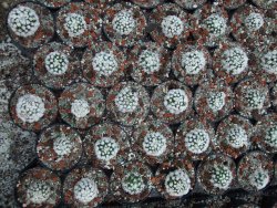 Mammillaria gracilis Arizona Snowcup pot 5,5 cm - 12384556