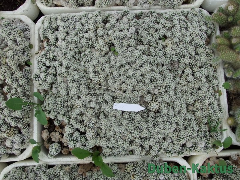 Mammillaria gracilis Arizona Snowcup 1 x truhlík - 12384561