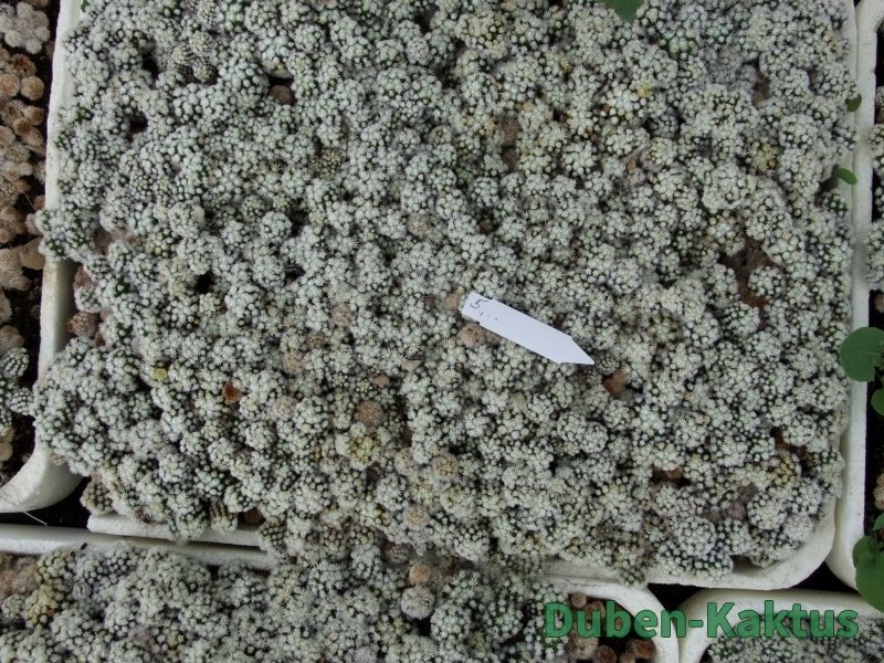 Mammillaria gracilis Arizona Snowcup 1 x truhlík - 12384562