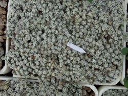 Mammillaria gracilis Arizona Snowcup 1 x truhlík