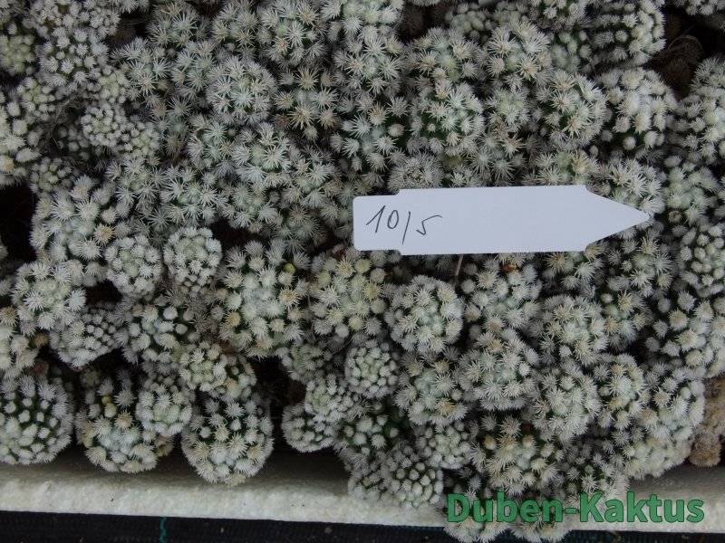 Mammillaria gracilis Arizona Snowcup 5x odnož - 12384563