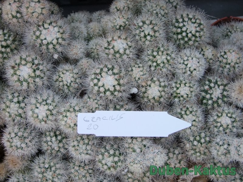 Mammillaria gracilis 5x odnož - 12384564
