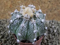 Astrophytum Super Kabuto x niveum, pot 5,5 cm - 12384611