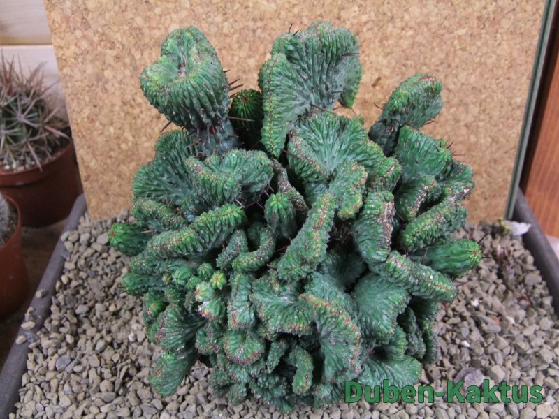 Euphorbia enopla cristata plant 19x16x10 cm - 12384617
