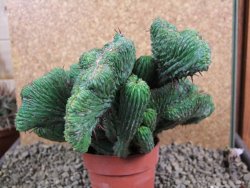 Euphorbia enopla cristata plant 19x16x10 cm - 12384620