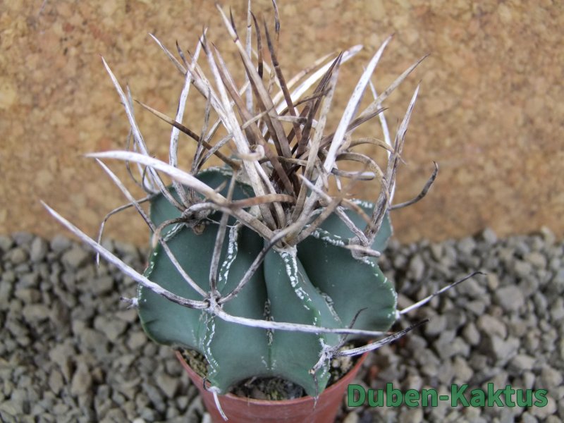Astrophytum niveum nudum pot 5,5 cm - 12384802