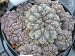 Sulcorebutia pulchra VS 420 pot 5,5 cm - 12394963