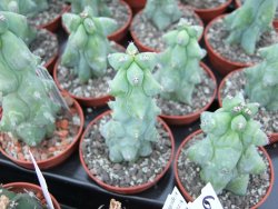 Myrtilocactus geometrizans fukuriokuzinboku pot 5,5 - 12398981