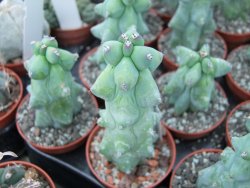 Myrtilocactus geometrizans fukuriokuzinboku pot 5,5 - 12398982