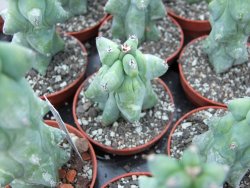 Myrtilocactus geometrizans fukuriokuzinboku pot 5,5 - 12398983