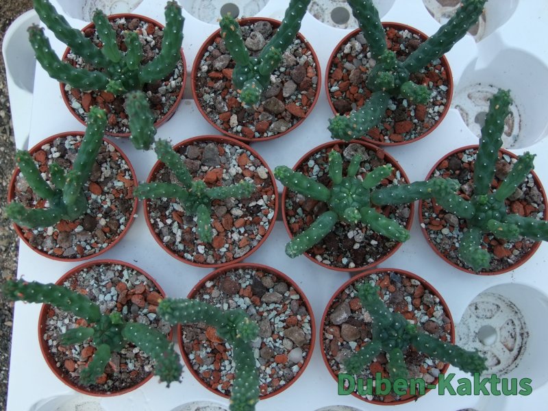 Euphorbia inermis 10 X, pot 5,5 cm - 12385110