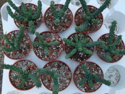 Euphorbia inermis 10 X, pot 5,5 cm