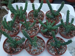 Euphorbia inermis 10 X, pot 5,5 cm - 12385111