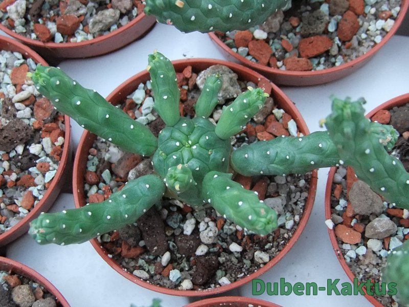 Euphorbia inermis, pot 5,5 cm - 12385113