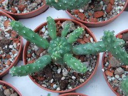 Euphorbia inermis, pot 5,5 cm
