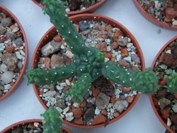 Euphorbia inermis, pot 5,5 cm - 12385114