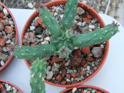 Euphorbia inermis, pot 5,5 cm - 12385115