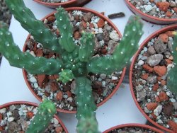 Euphorbia inermis, pot 5,5 cm - 12385116