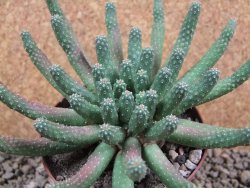 Euphorbia inermis, pot 5,5 cm - 12385118