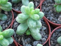 Sedum hernandezii květináč 5,5 cm - 12416778